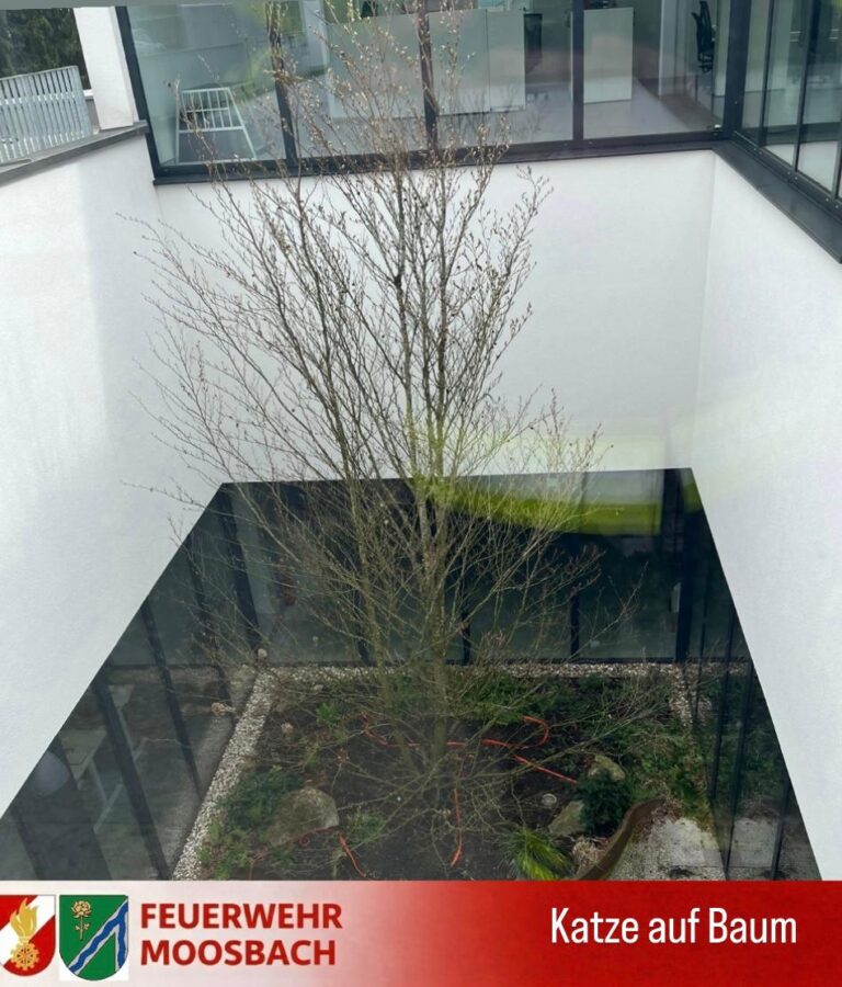 TIERRETTUNG – KATZE AUF BAUM 🚒🐱