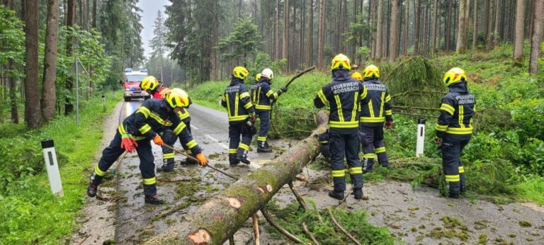 01.06.2024 Einsatz: Baum über Verkehrsweg